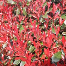 5023242394718 1 Photinia fraseri Carre Rouge.jpg